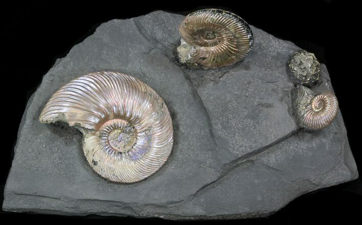 Iridescent Ammonite Fossils Mounted In Shale - x #38226